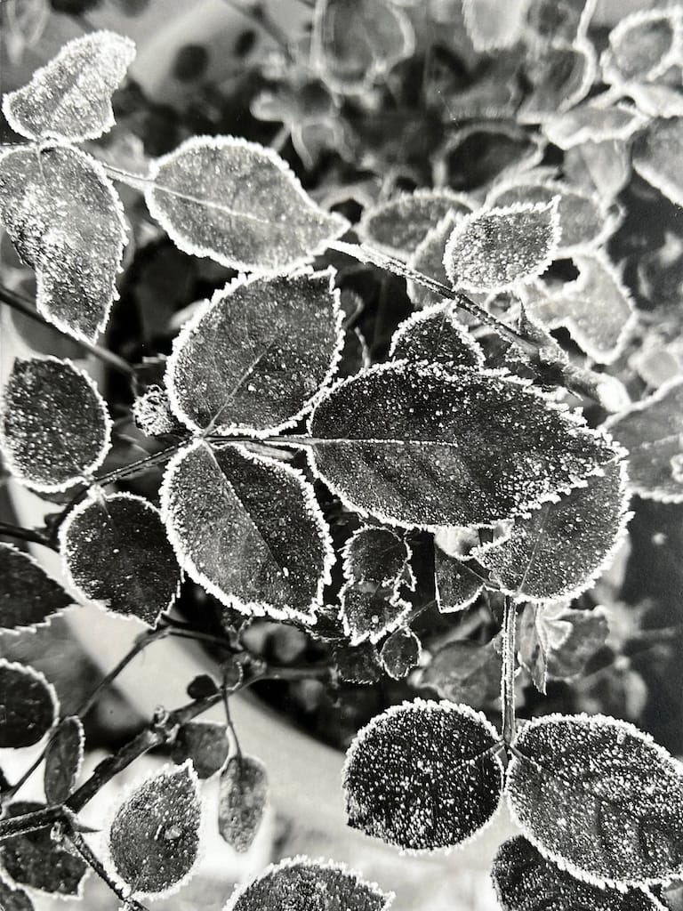 Luce, Presenza e Arte 3 Foglie d’inverno – Un istante che si fa eterno. Dalla mostra La Metafisica del Bianco e Nero.